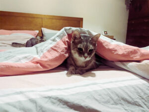 cute-cat-sitting-under-bed-sheets-covered