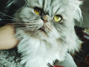 cat-blep-athos-face-funny-cat-photos
