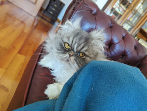 athos-big-yellow-eyes-cat-persian