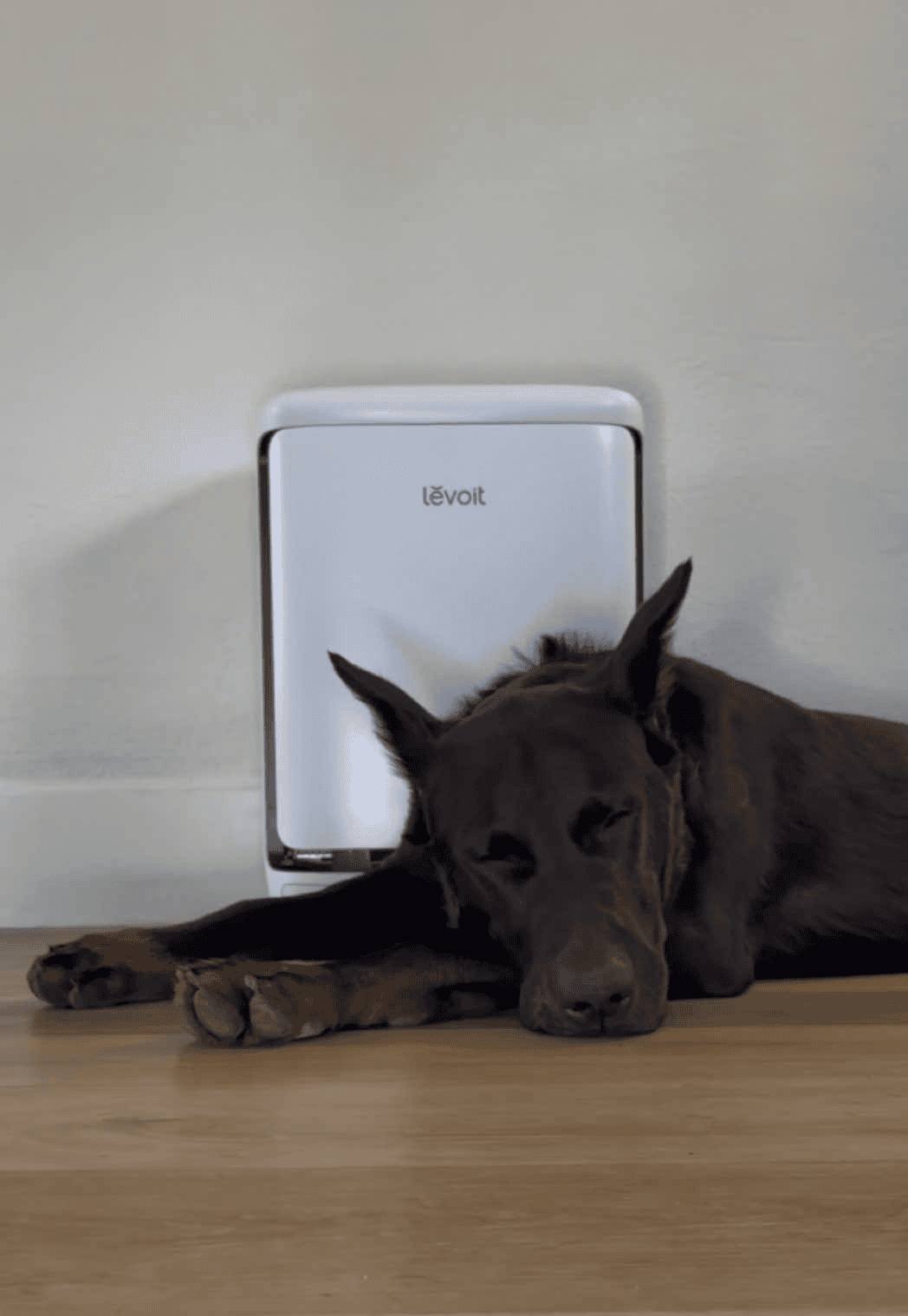 dog sitting by Levoit purifier