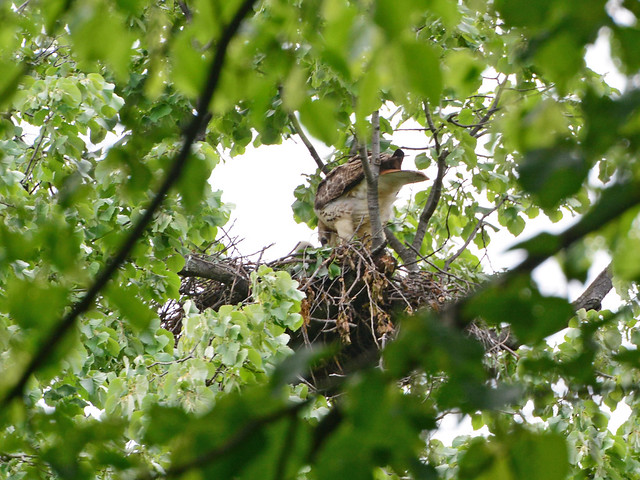 First Baby Hawk is Fed - 7587