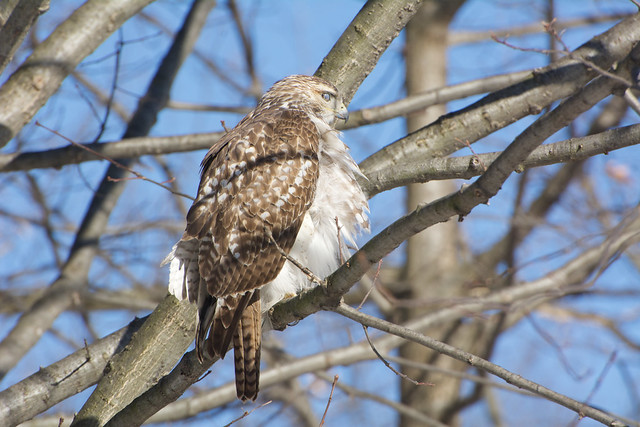 Juvenile Red-Tail at the Great Hill