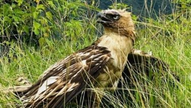 Philippine hawk-eagle nest found in Leyte