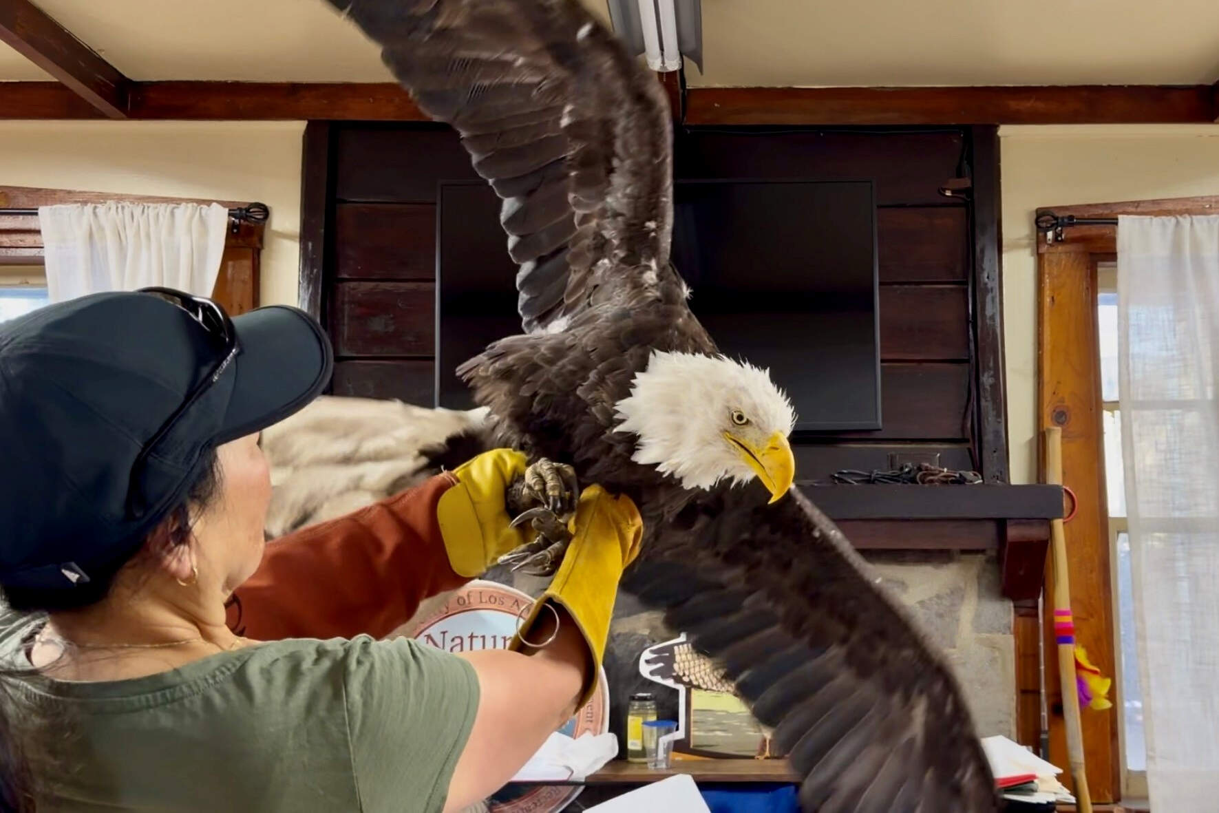 Essay: Being a bald eagle is hard. Being a human is, too