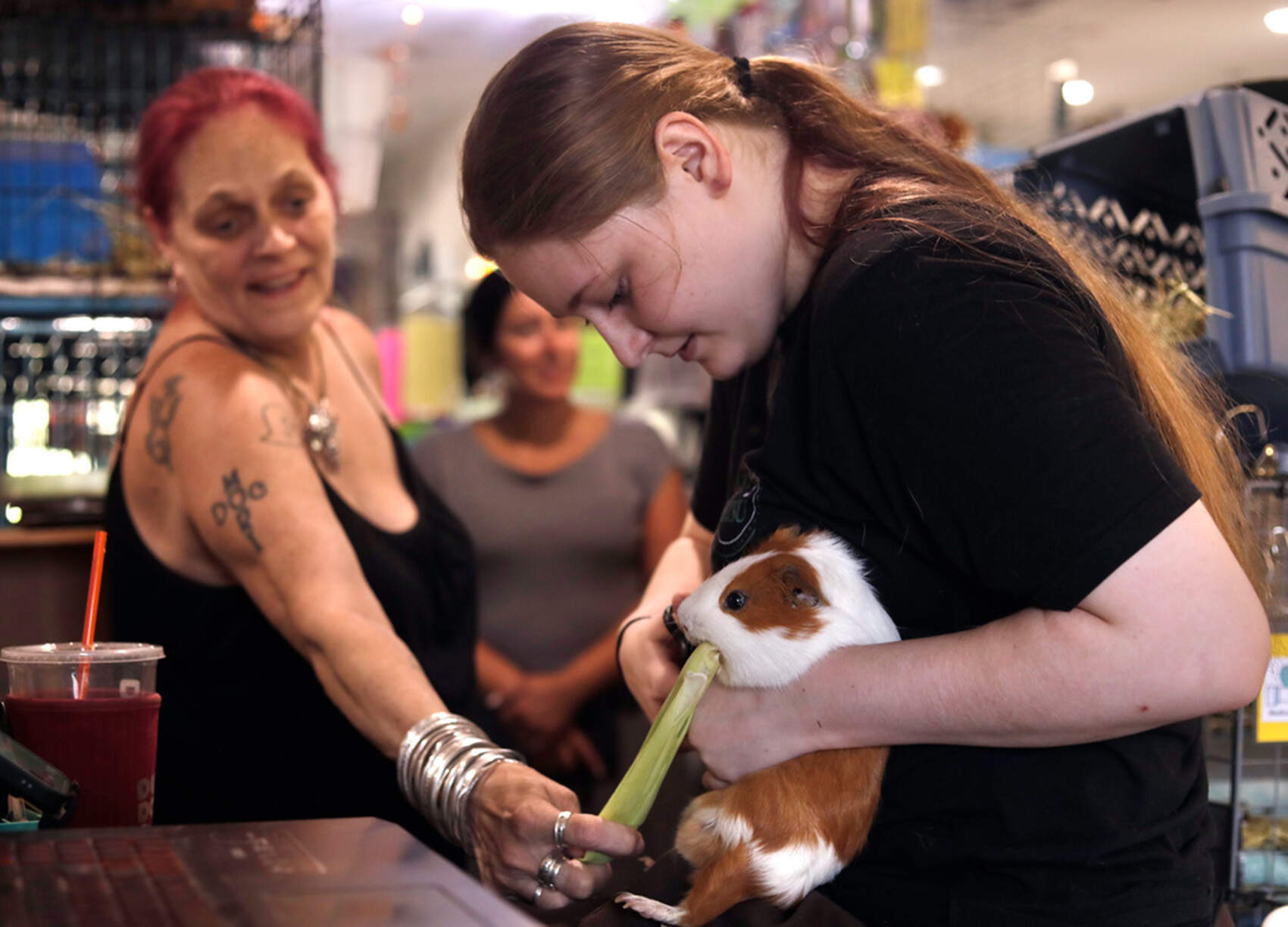 Hundreds of guinea pigs fill Mass. sanctuary with squeals, purrs and lots of love
