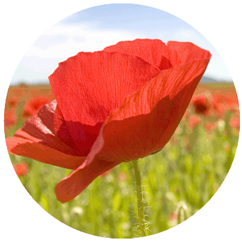 poppy