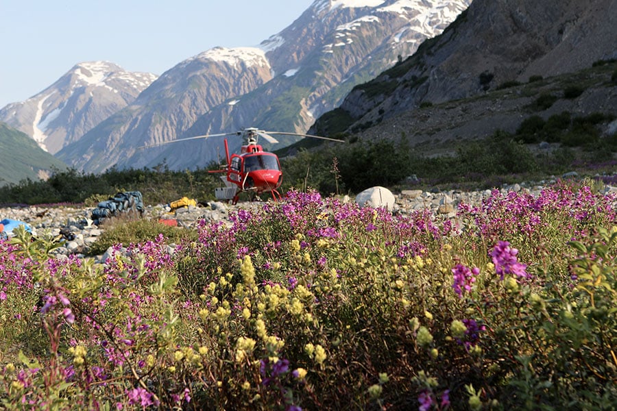 a helicopter flying in a field of flowers