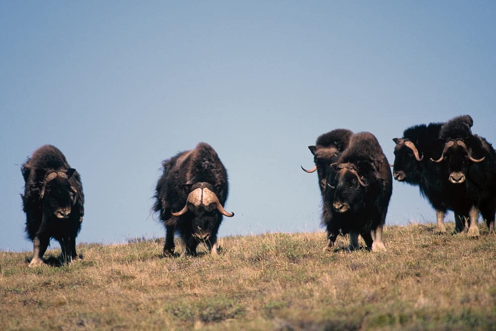 Muskox on the Firth River, Firth River Rafting, Ivvavik National Park, Yukon Territory.