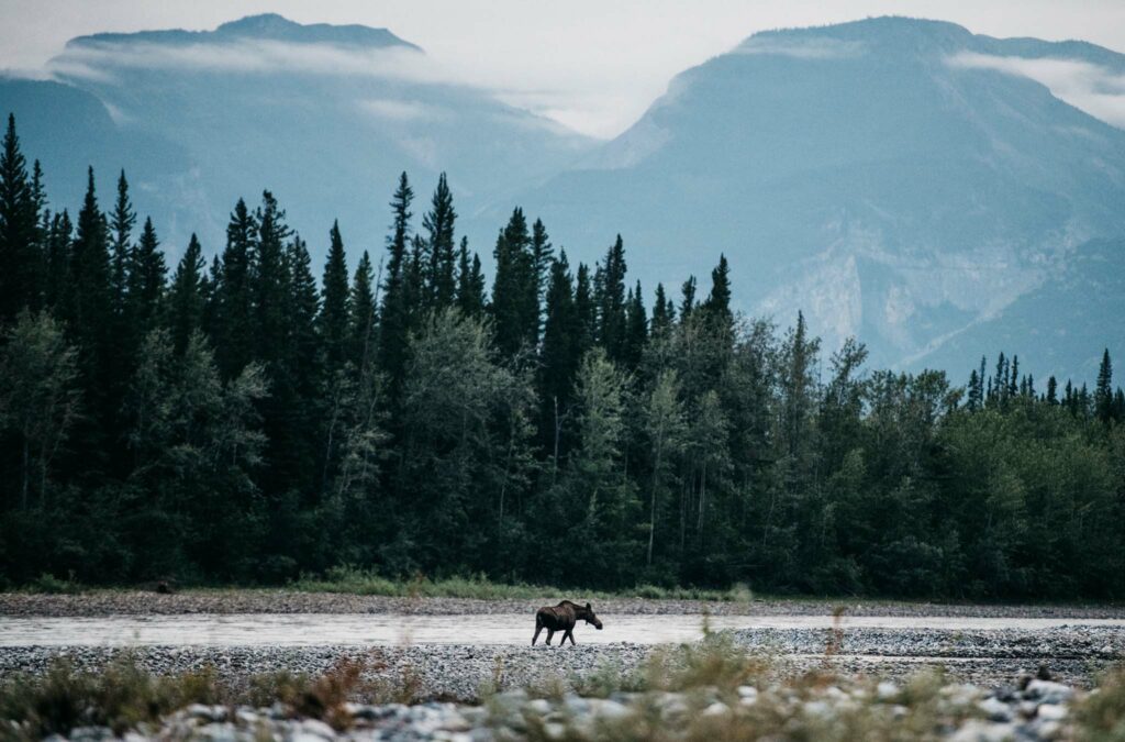 a moose walking in a river