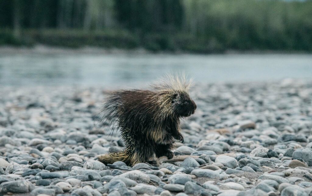 a porcupine on a rocky beach