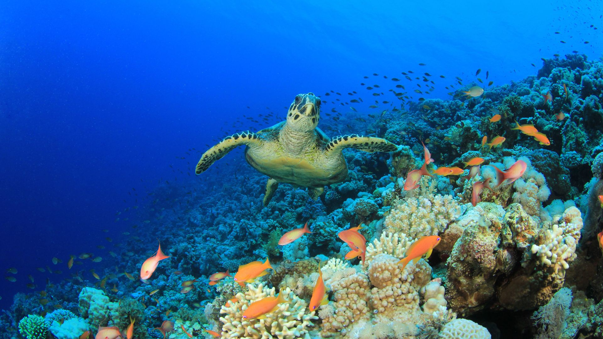 Climate change impact on endangered species