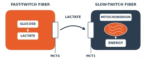 Diagram showing lactate moving from a fast-twitch muscle fiber through MCT4 and MCT1 into a slow-twitch fiber to be burned for energy