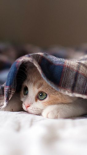 https://www.pinterest.com/pin/265993921718343833/