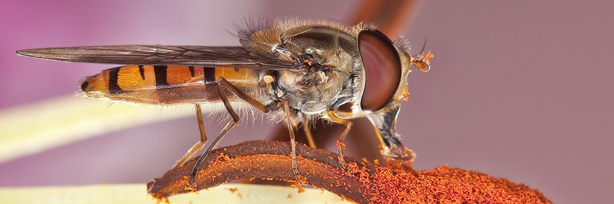 Hoverfly in a cloud of pollen — photograph by Graham Jeffery