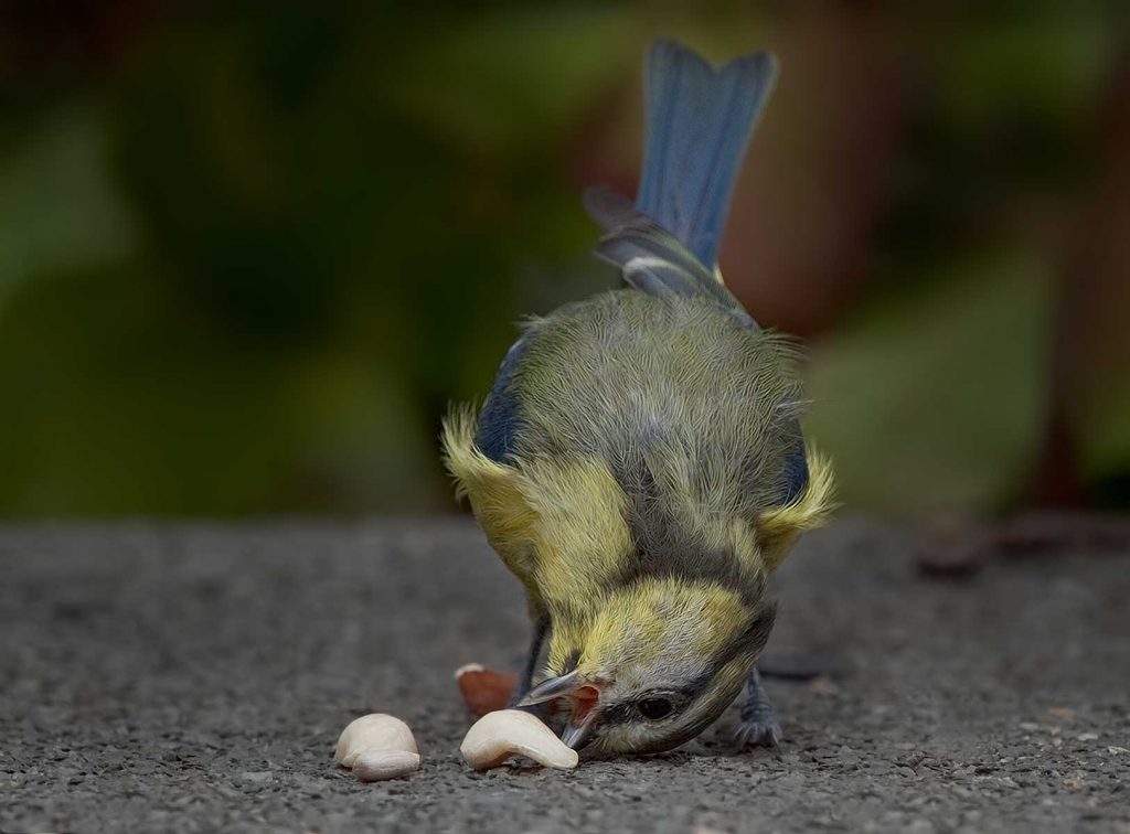 Garden Birds