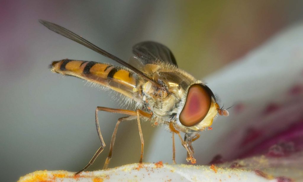 Hoverflies