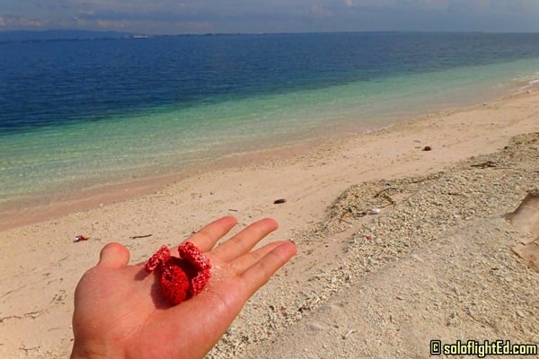 sta cruz pink island zambonga sta cruz pink island zambonga