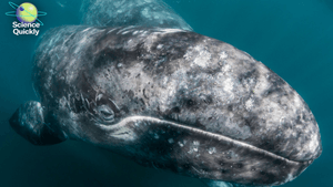 An image of a California gray whale mother and calf underwater in the ocean.