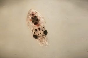 A tiny creature with a large domed back, beady black eyes and eight tiny arms coming off the bottom.