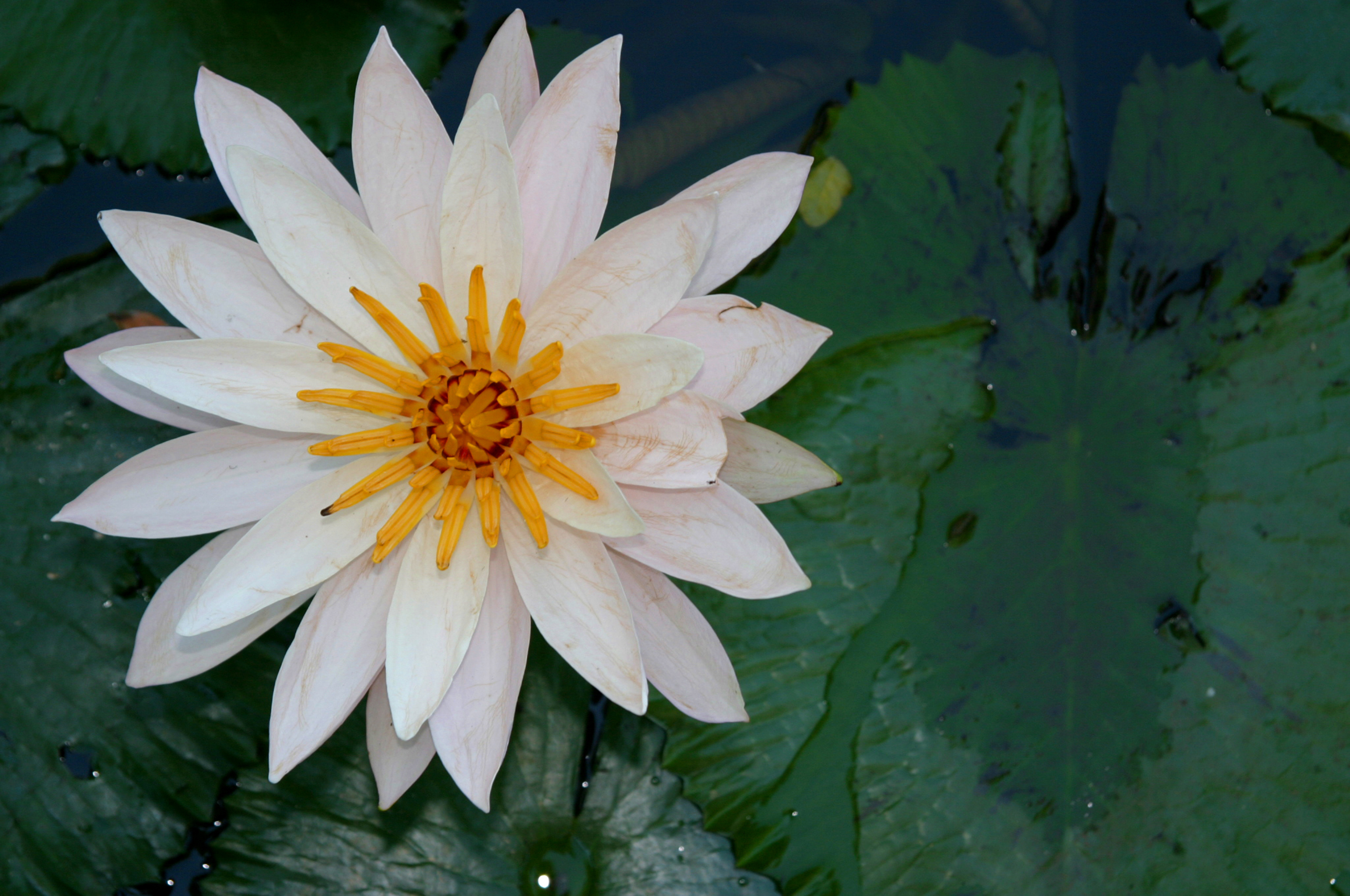 35 Lotus Yogyakarta-Indonesia