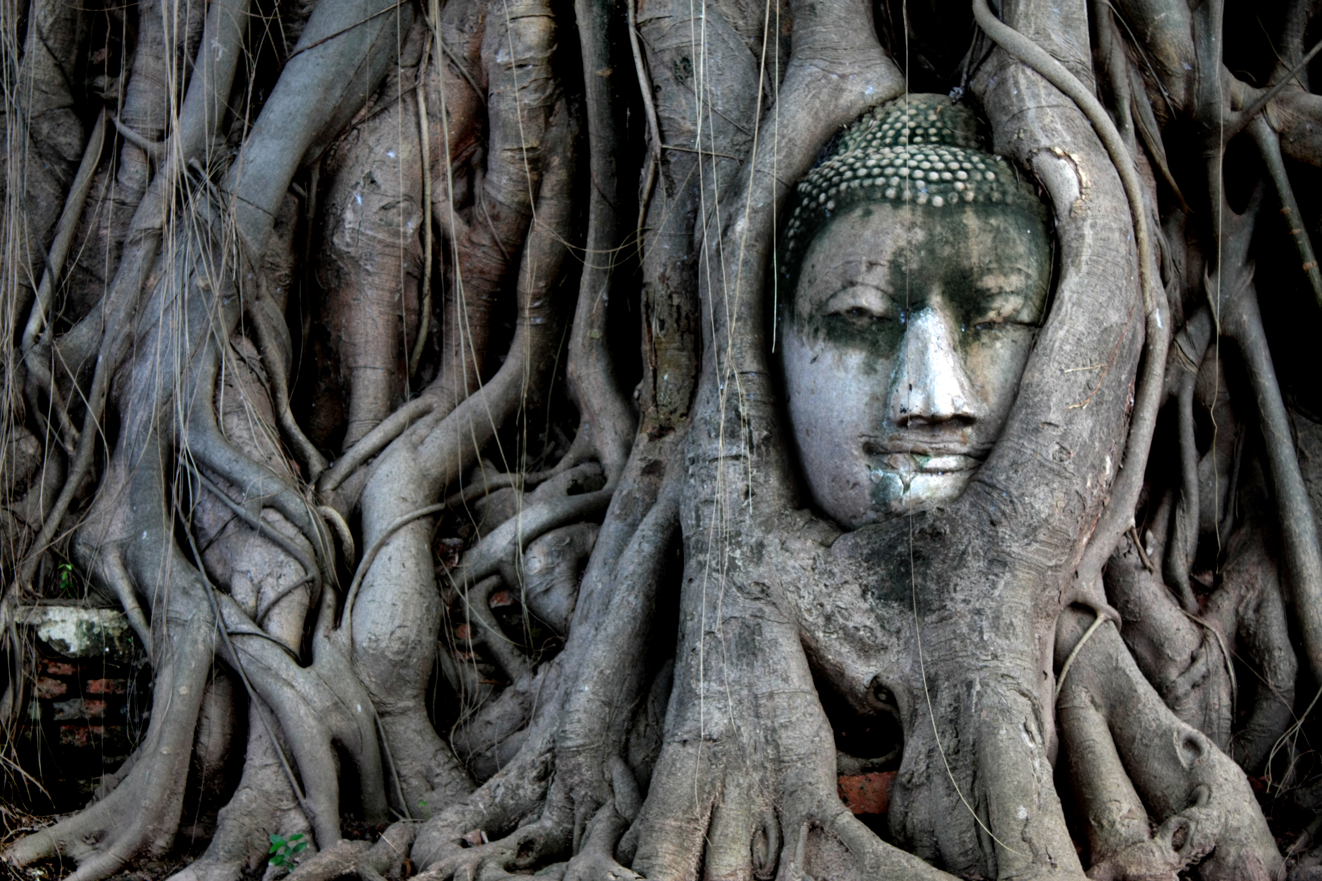 Stone Buddha covered in tree roots