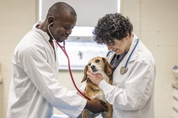 Two male veterinary technology students examining a beagle.