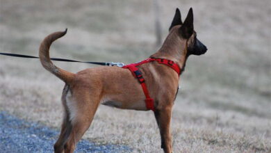 How to Find a Dog Harness That Holds Up on Every Walk