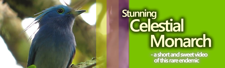 Stunning Celestial Monarch Copyright Nicky Icarangal JR. / www.birdingphilippines.com birding philippines #birdingphilippines Stunning Celestial Monarch Copyright Nicky Icarangal JR. / www.birdingphilippines.com birding philippines #birdingphilippines