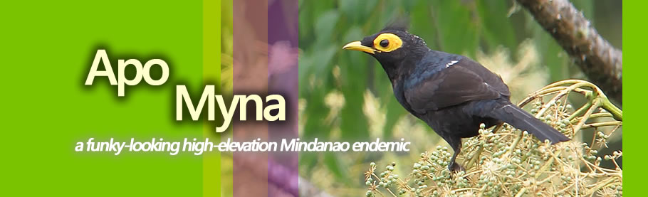 Apo Myna: Funky or Punk-y?Copyright Nicky Icarangal JR. / www.birdingphilippines.com birding philippines #birdingphilippines Apo Myna: Funky or Punk-y? Copyright Nicky Icarangal JR. / www.birdingphilippines.com birding philippines #birdingphilippines
