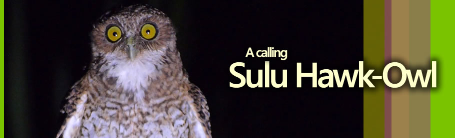 Sulu Hawk-Owl Nicky Icarangal JR / www.birdingphilippines.com Sulu Hawk-Owl Nicky Icarangal JR / www.birdingphilippines.com
