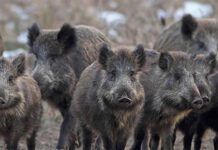 Rifles for Hog Hunting: Bolt Actions, Semi-Autos, Lever Actions