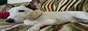 Jack Russell Terrier