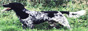 Large munsterlanders Scottish
