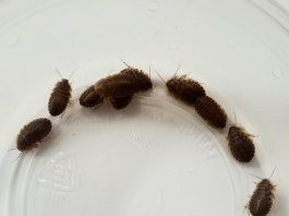 Dubia Roaches LifeCycle dubai roaches