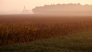A fog lingers around a corn and soybean field.