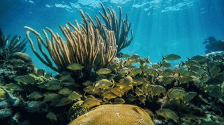 a blue underwater photo with long-armed coral surrounded by a school of tropical fish.