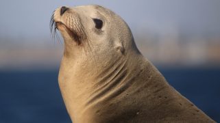 A Steller sea lion rests on a rock in Alaska.