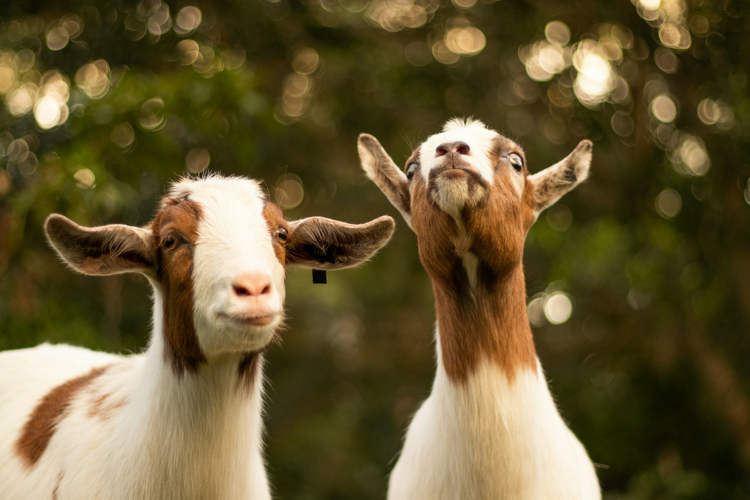 Mysterious Goats Survive Over 200 Years on Isolated Island with No Fresh Water