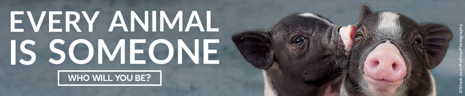Two black and white piglets cuddling. Text reads Every Animal Is Someone: Who Will You Be?