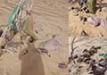 19 Afghan Migrants Die Crossing Nimroz Desert on Route to Iran