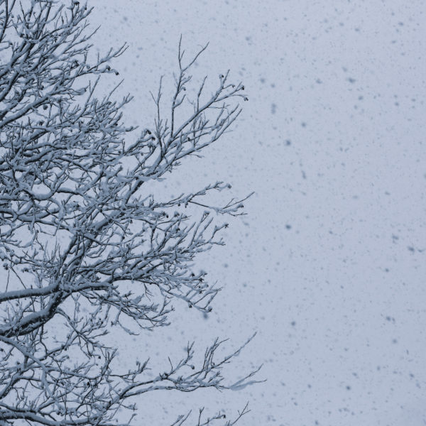 Snowpocalypse by @sprittibee