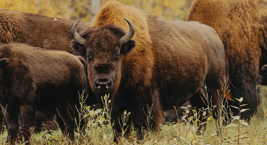 A herd of bison spotted along the Alaska Highway in Liard River.