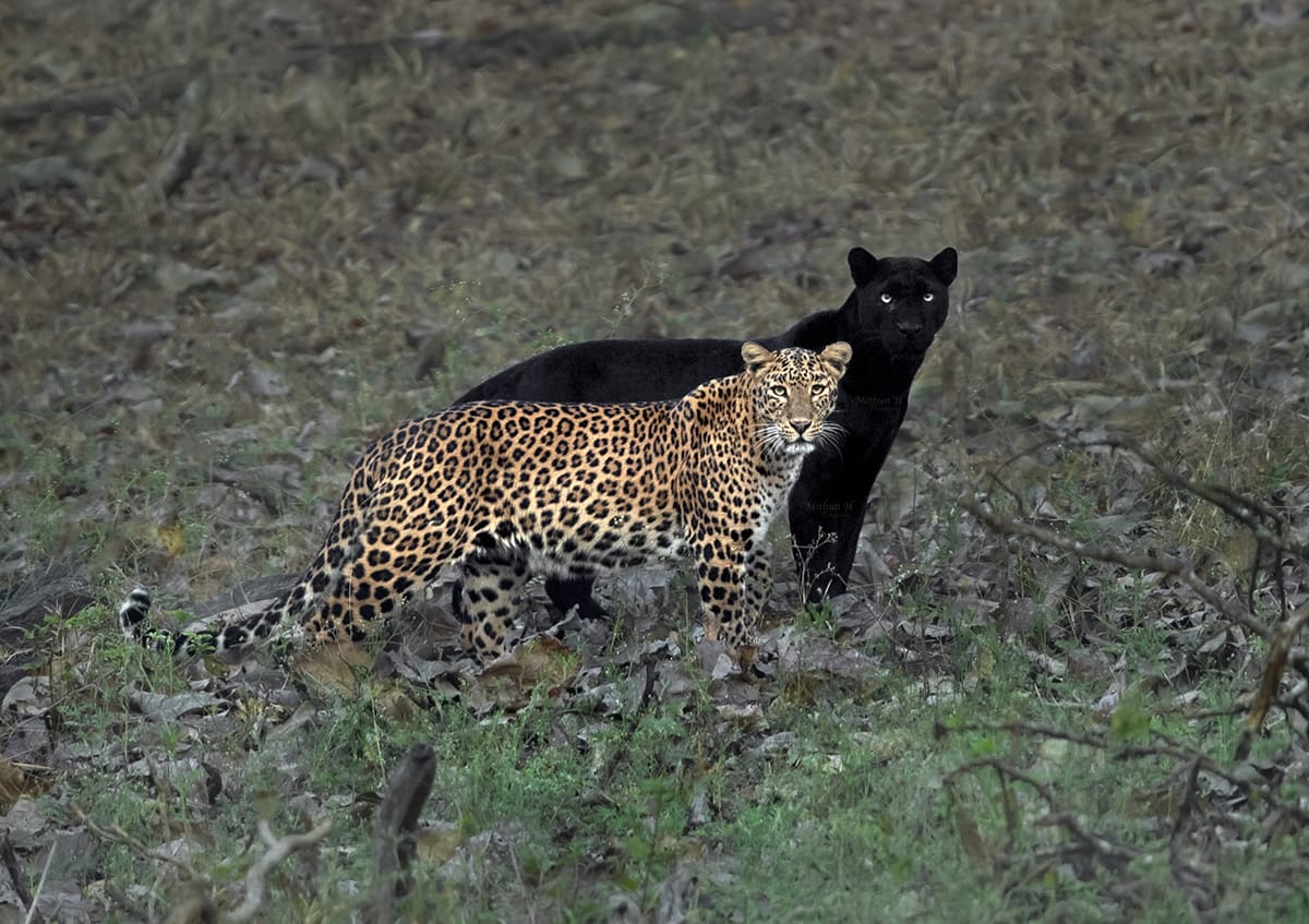 A Rare Black Panther Shadows His Leopard Mate in Incredible Shot by Photographer Mithun H