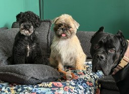 STP-L-GRANDPUPS-0708-01 Three dogs sitting or standing together.